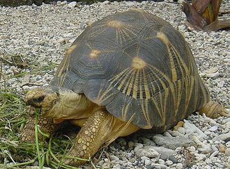 Tortue radiée de Madagascar (Astrochelys radiata)